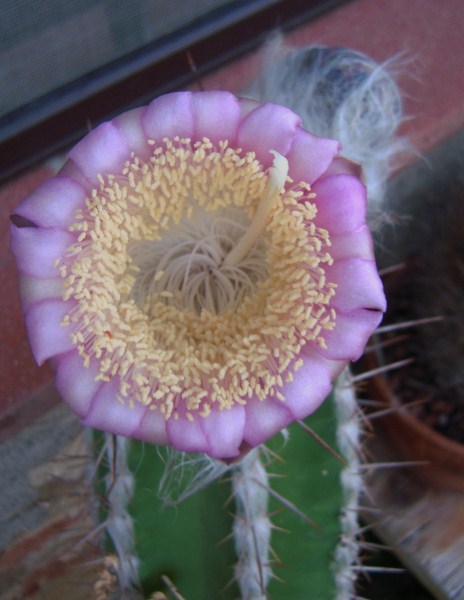 Pilosocereus palmeri 