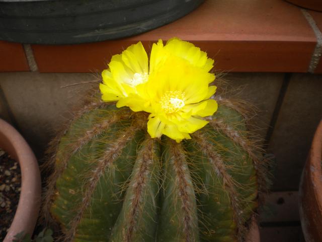 Parodia warasii 