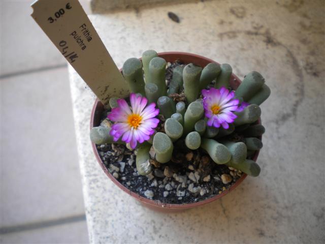 Frithia pulchra 