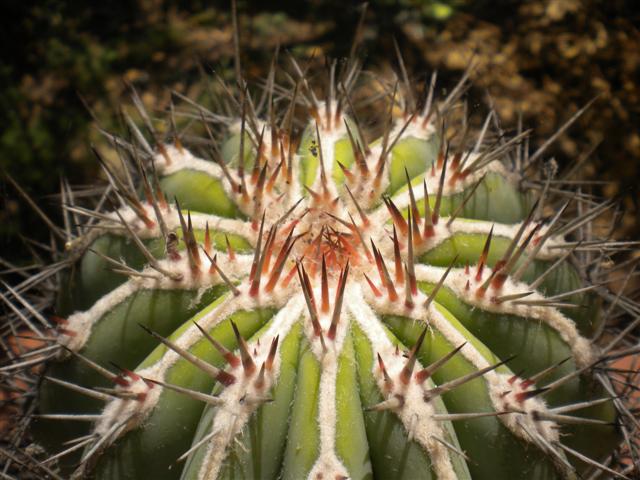 pachycereus pringlei