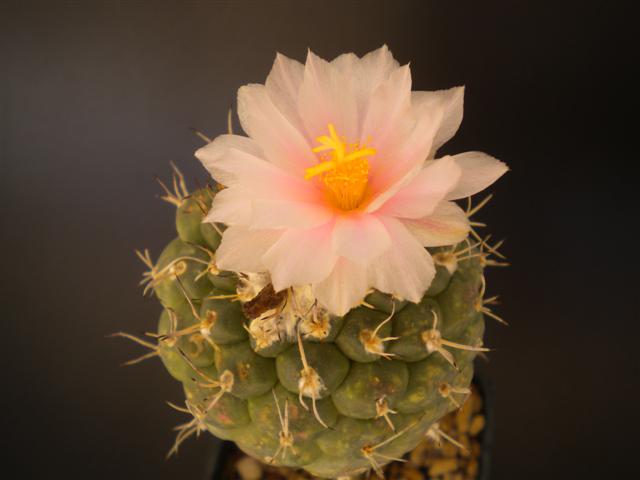 Turbinicarpus lophophoroides 