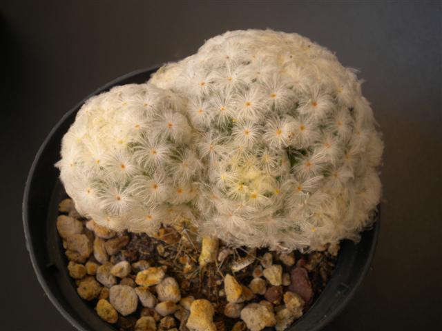 Mammillaria plumosa 