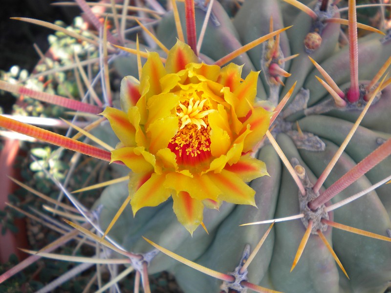 Ferocactus californicus 