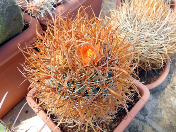 Ferocactus chrysacanthus 