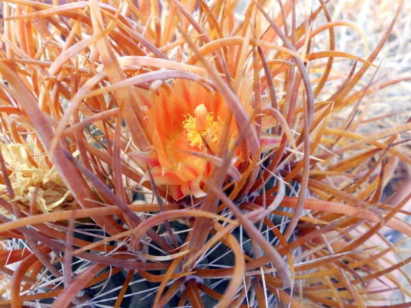 Ferocactus chrysacanthus 