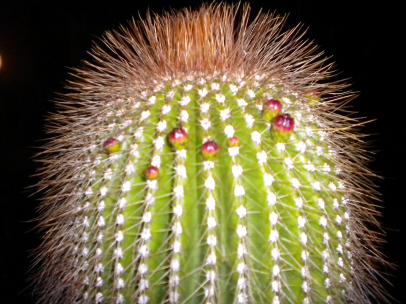 Neobuxbaumia polylopha 