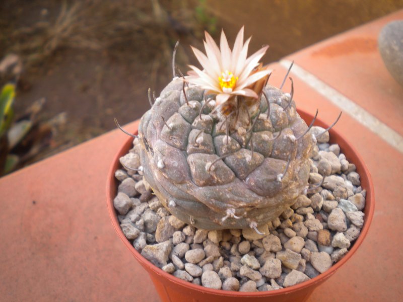 Turbinicarpus jauernigii 