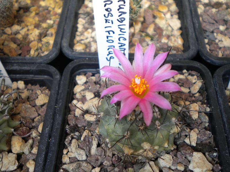 Turbinicarpus roseiflorus 