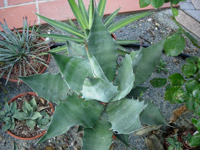 agave sobria