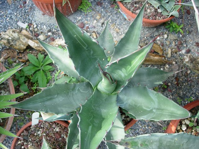 Agave macroculmis 