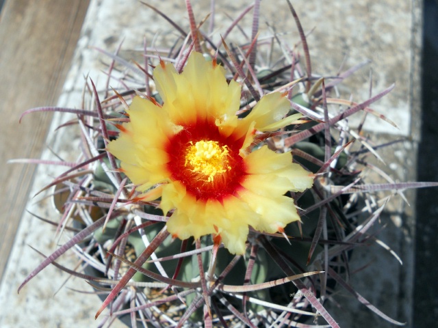 Echinocactus parryi 