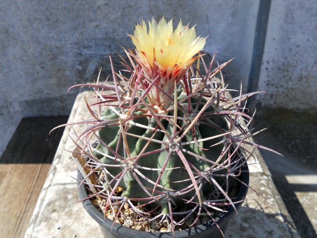 Echinocactus parryi 