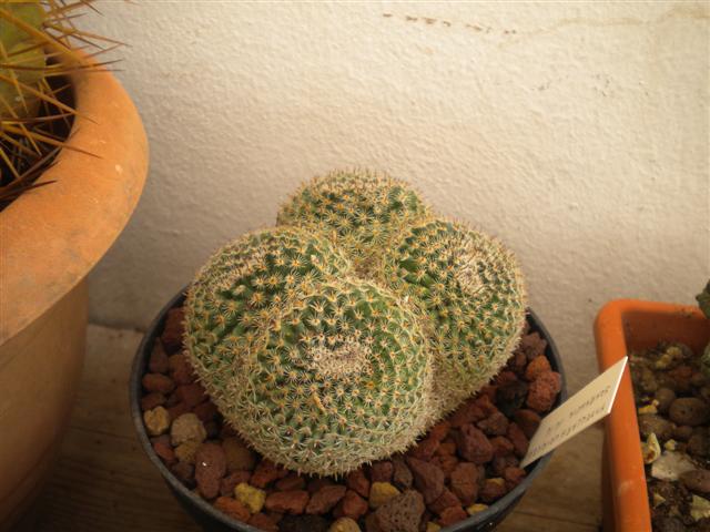 Mammillaria crucigera 