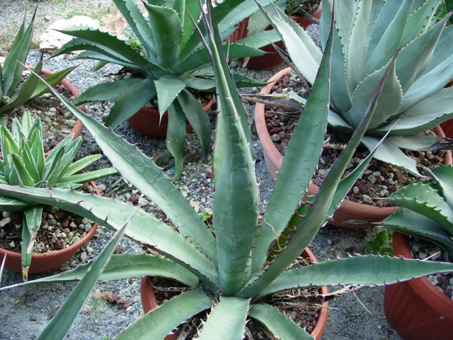 Agave morani 