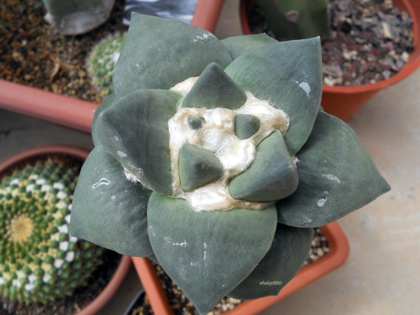 Ariocarpus retusus cv. Frumdosus 