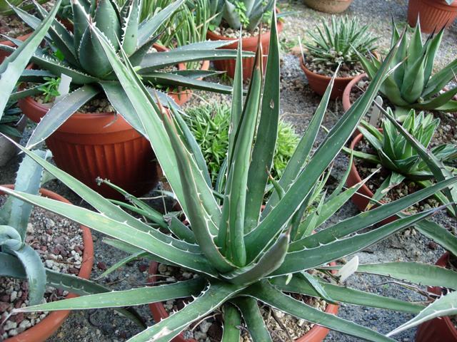 Agave xylonacantha 