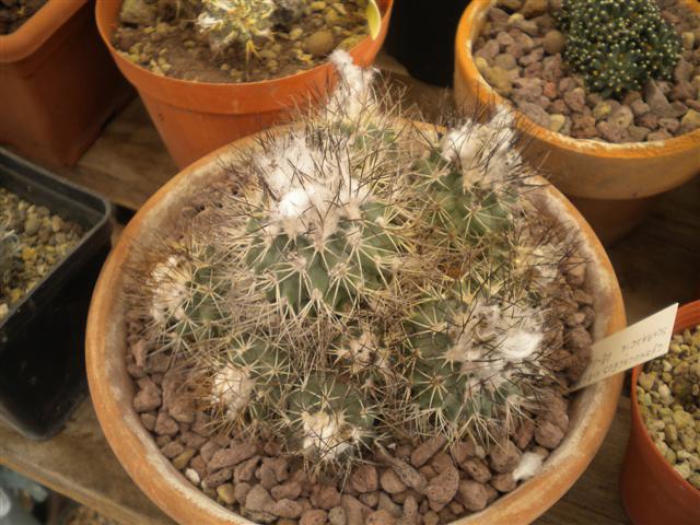 Gymnocactus gielsdorfianus 