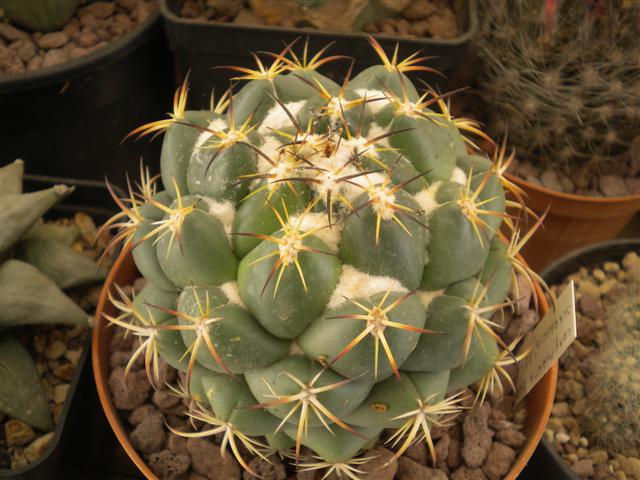 Coryphantha elephantidens 