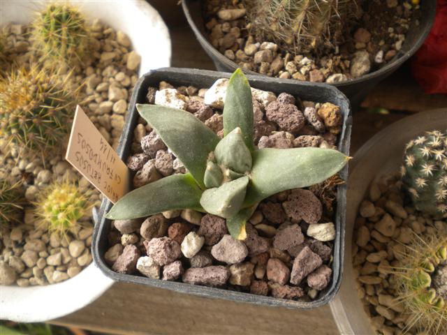 Ariocarpus retusus cv. frumdosus 