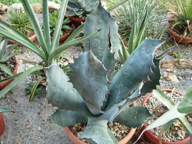 agave fortiflora