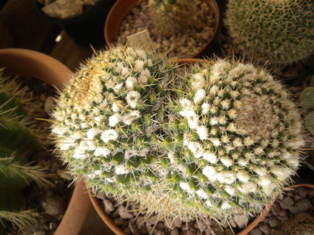 Mammillaria karwinskiana ssp. nejapensis 