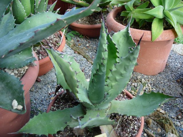 Agave shrevei ssp. magna 