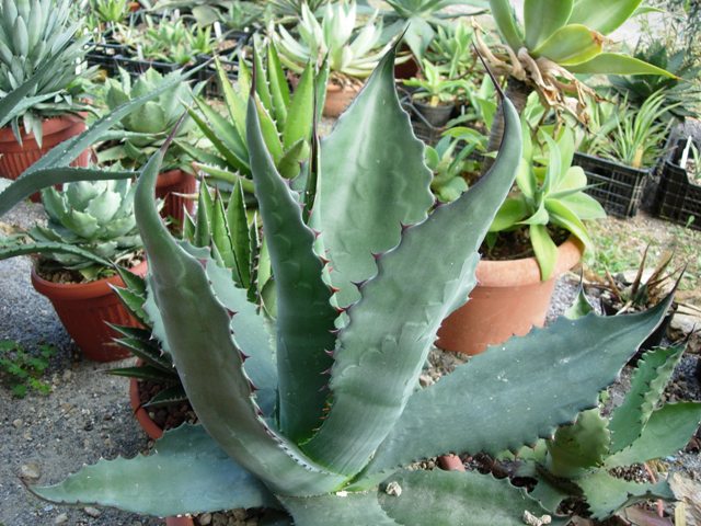 agave atrovirens v. mirabilis