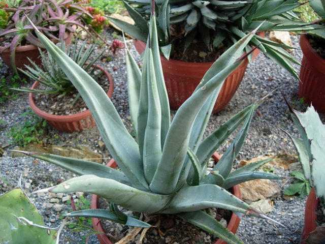 agave cerulata