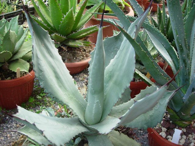 Agave shrevei 