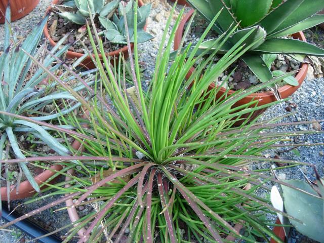 Agave ornithobroma 