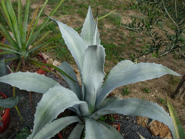 agave franzosini