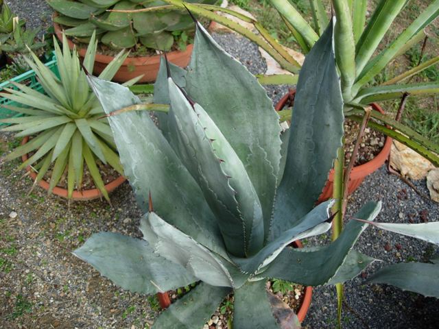 Agave shrevei ssp. matapensis 