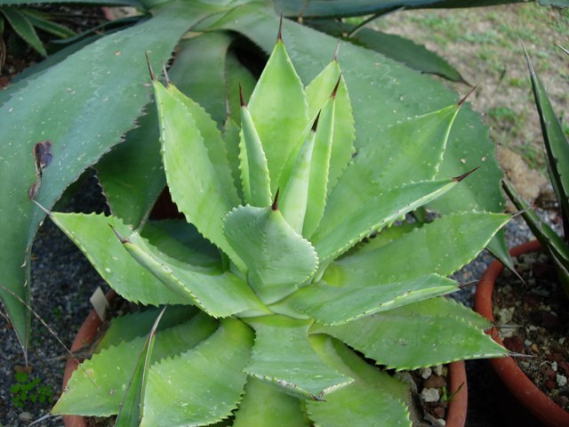 Agave seemanniana 