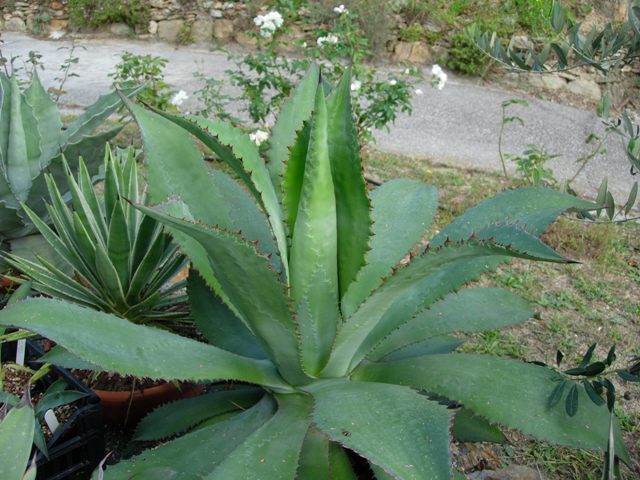 Agave maximiliana v. katharinae 