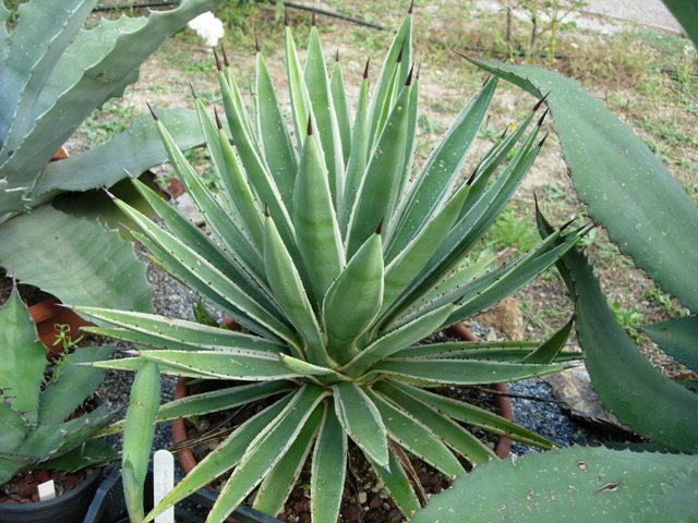 Agave angustifolia v. marginata 