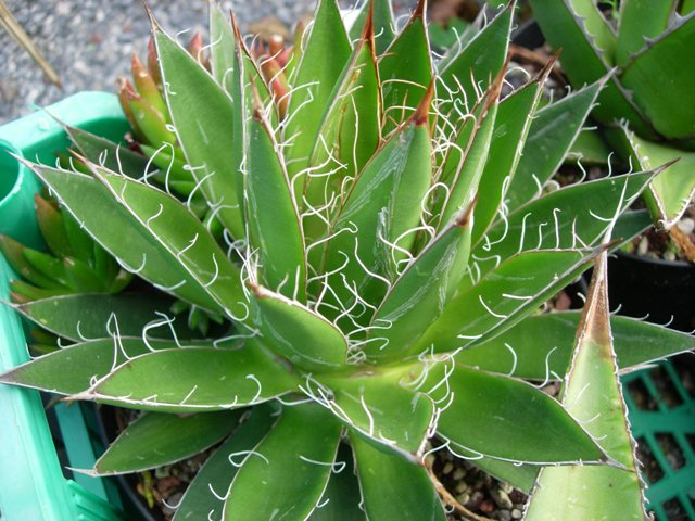 agave filifera ssp. multifilifera