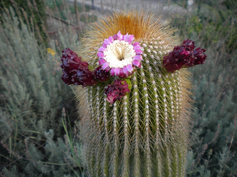 Neobuxbaumia polylopha 