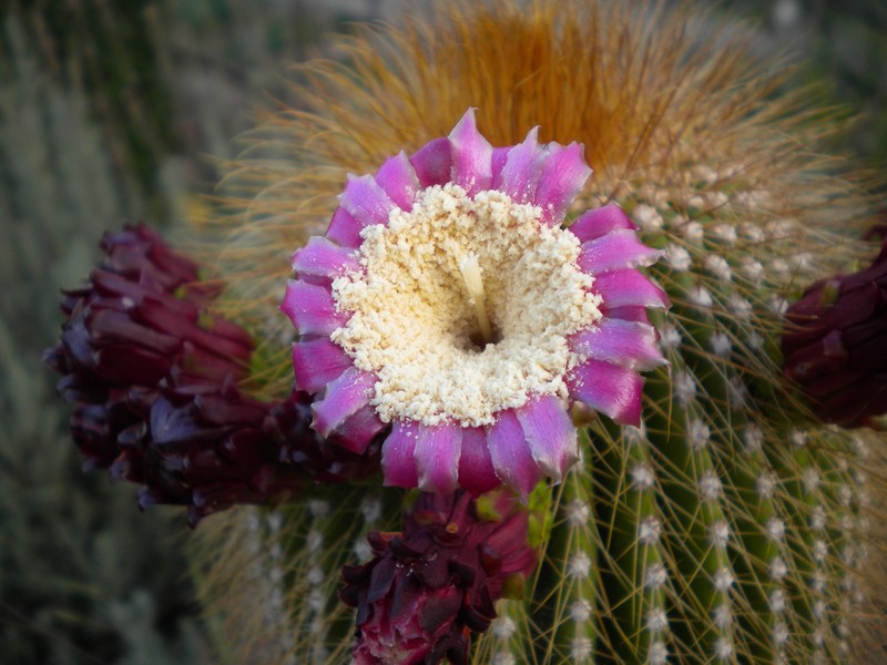 Neobuxbaumia polylopha 