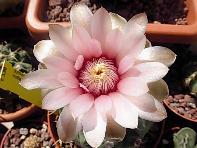 Gymnocalycium sutterianum 