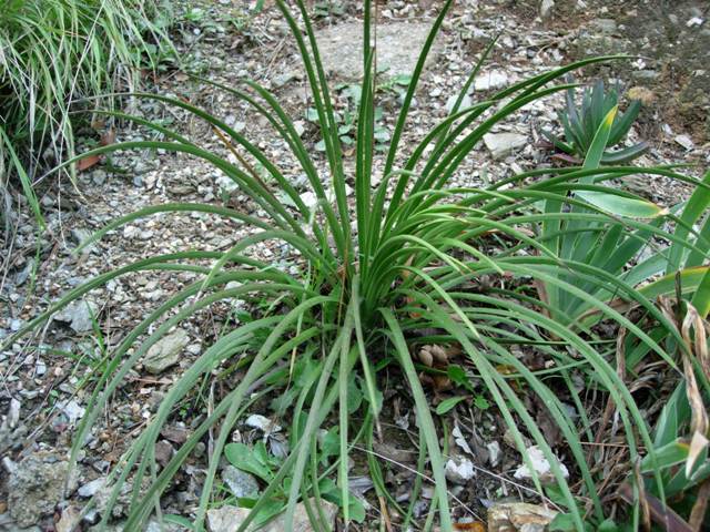 Agave stricta v. rubra 