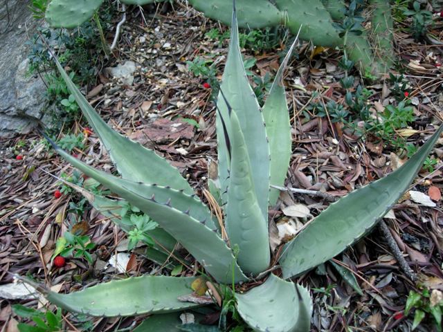 Agave havardiana 