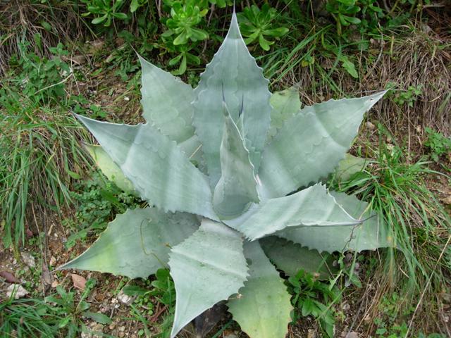 agave asperrima