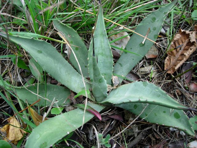 Agave parryi v. couseii 