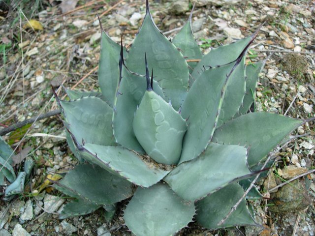 agave parryi v. huachucensis