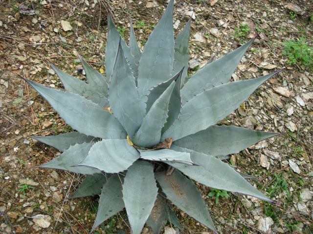 agave chrysantha