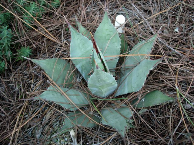 Agave parryi HK1684