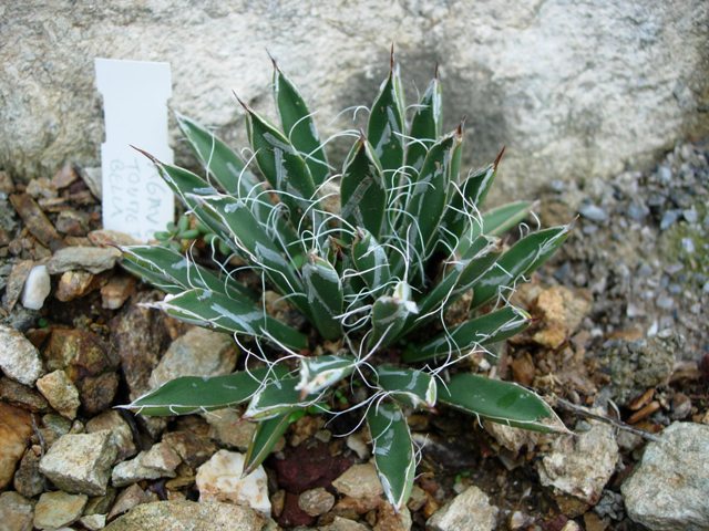 agave toumeyana ssp. bella