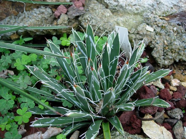 agave parviflora ssp. flexiflora