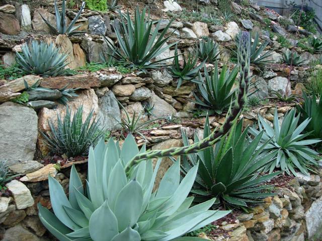 agave celsii v. albicans