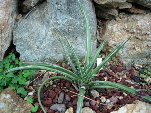 agave felgeri